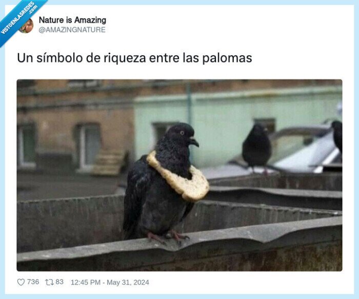 paloma,pan,comida,rebanada