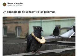 Enlace a La paloma más envidiada del barrio, por @AMAZlNGNATURE