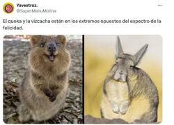 Enlace a Muy identificado con la vizcacha por @supermanumolina