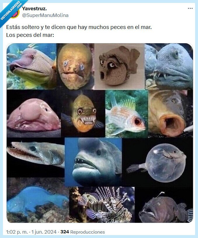 soltero,peces,mar