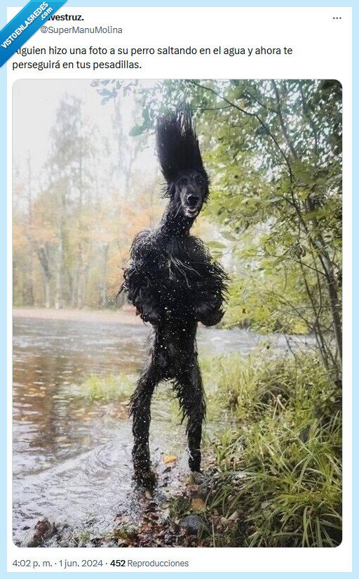 perro,foto,agua