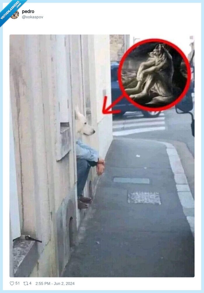 perro,sentado,escaleras,cabeza perro