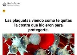 Enlace a No rasques, ¿por qué rascas?, por @RincnCuriosoo