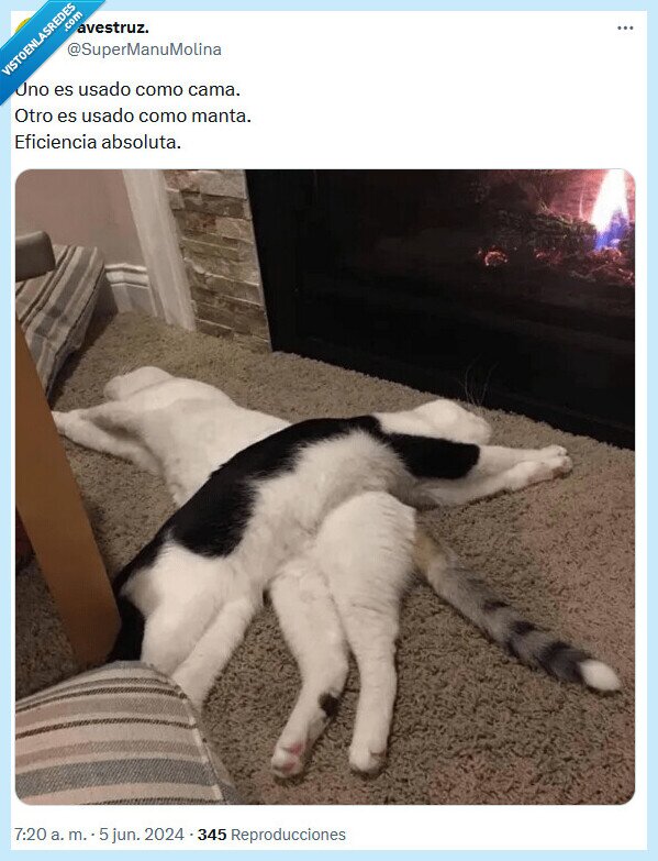 eficiencia,gato,cama,manta