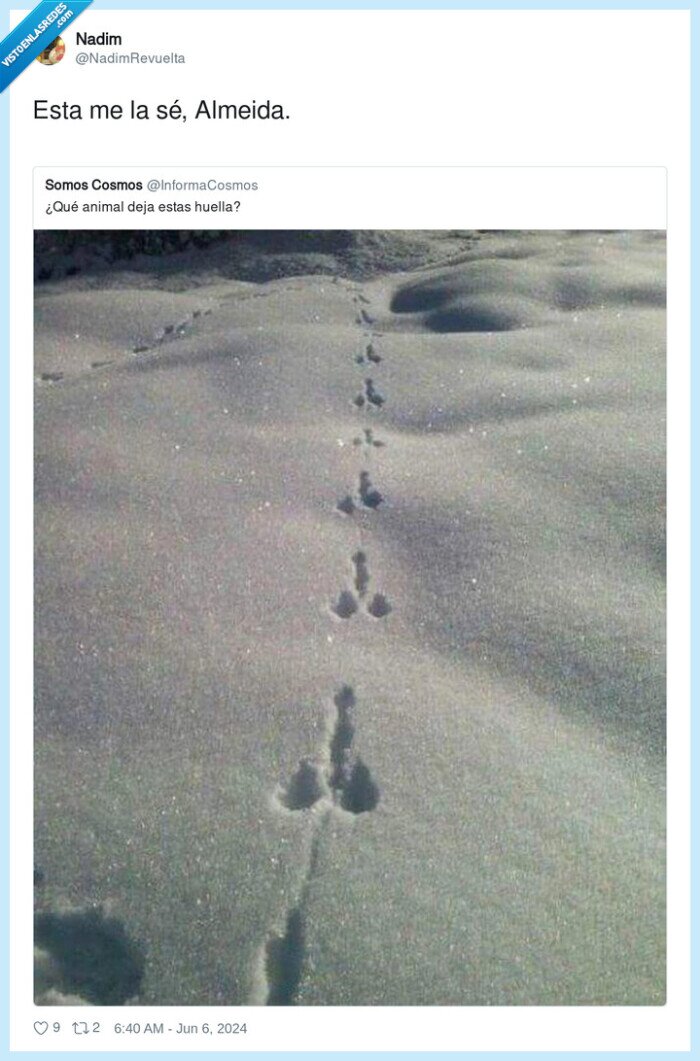 almeida,animal,huella