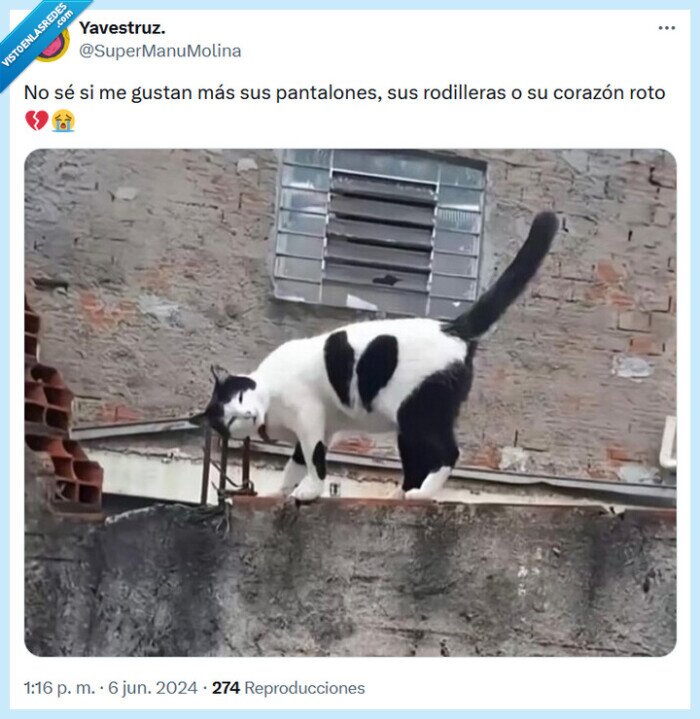 roto,corazón,gato,gustar