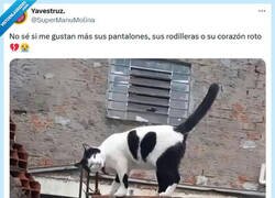 Enlace a Un gato muy chic por @supermanumolina