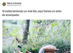 Enlace a No puede ser más cuqui, por @AMAZlNGNATURE