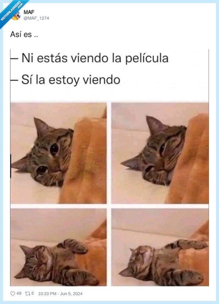 gato,dormirse,tv