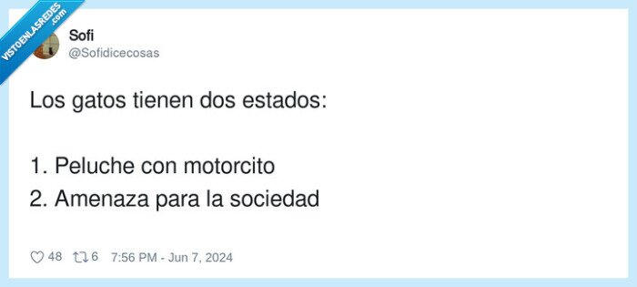 motorcito,sociedad,estados,peluche,amenaza,gato