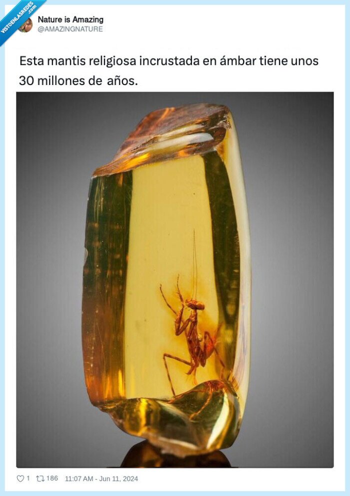 mantis religiosa,ambar,pasado