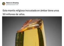 Enlace a Jurassic Park vibes, por @AMAZlNGNATURE