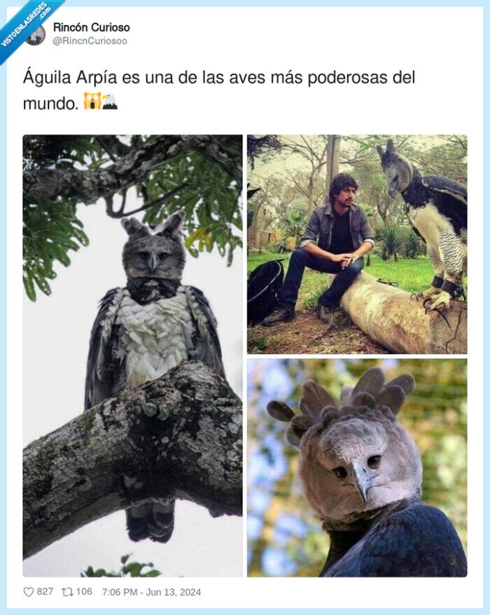 poderosa,águila,arpía,aves