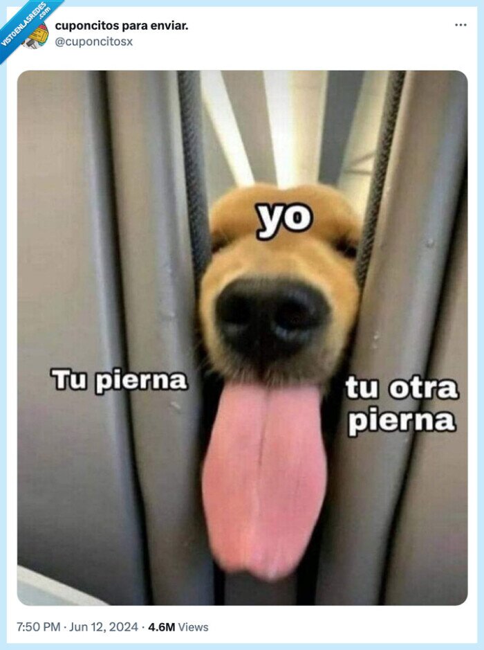 perro,lengua,pierna,asiento