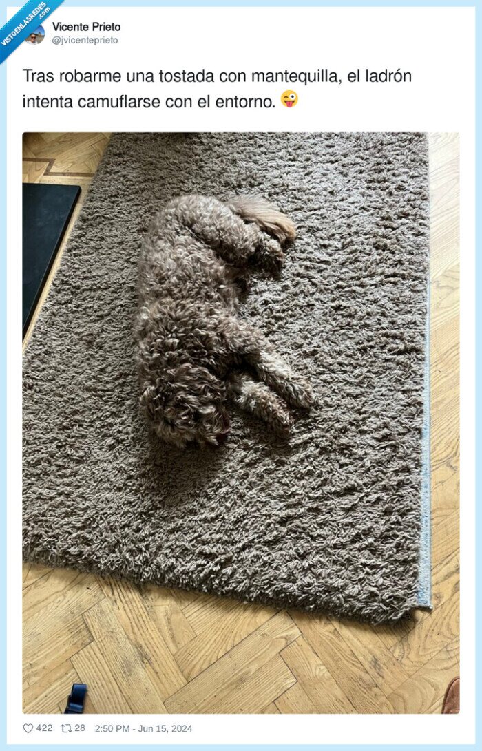 camuflaje,perro,alfombra,felpudo,ladrón