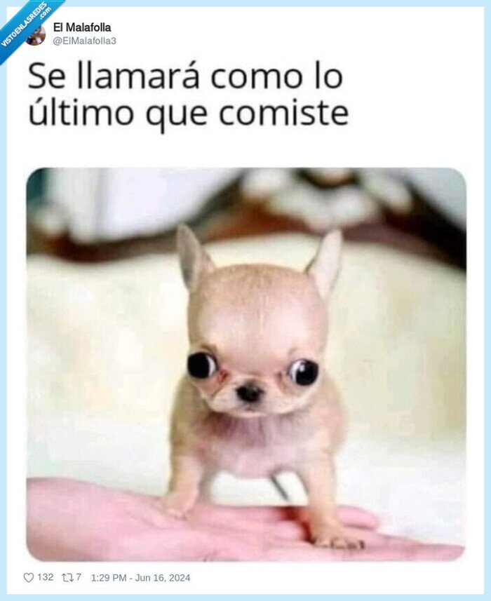 perrito,nombre,llamarse,comer