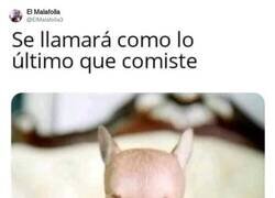 Enlace a Hola Gazpacho, por @ElMalafolIa3