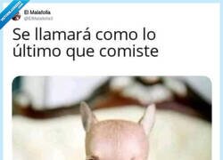 Enlace a Hola Gazpacho, por @ElMalafolIa3