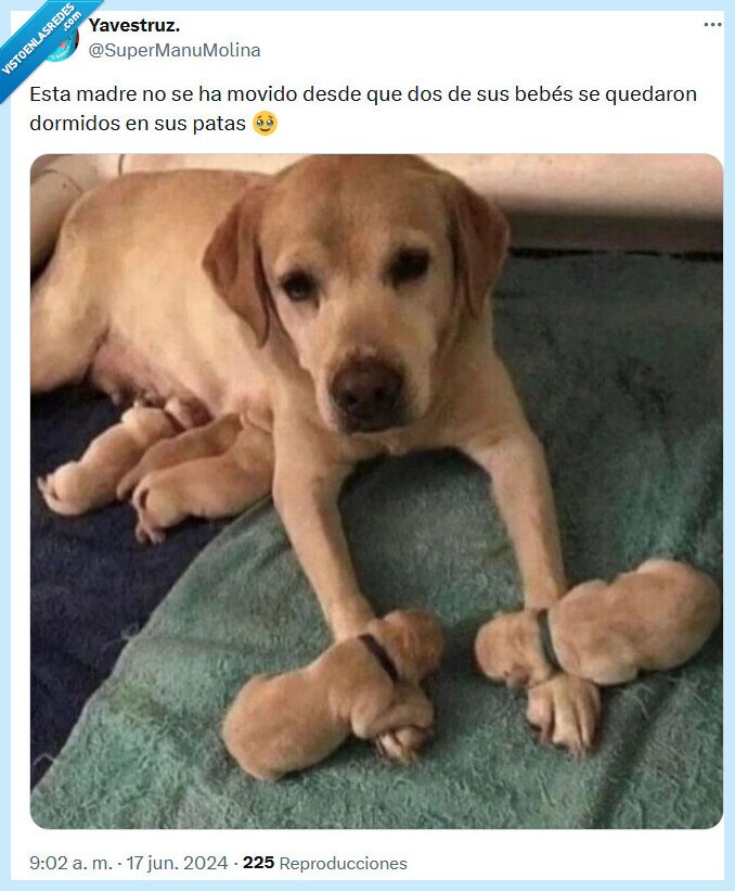 madre,perro