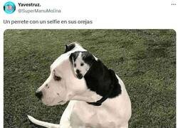 Enlace a Perro dentro de perro por @supermanumolina