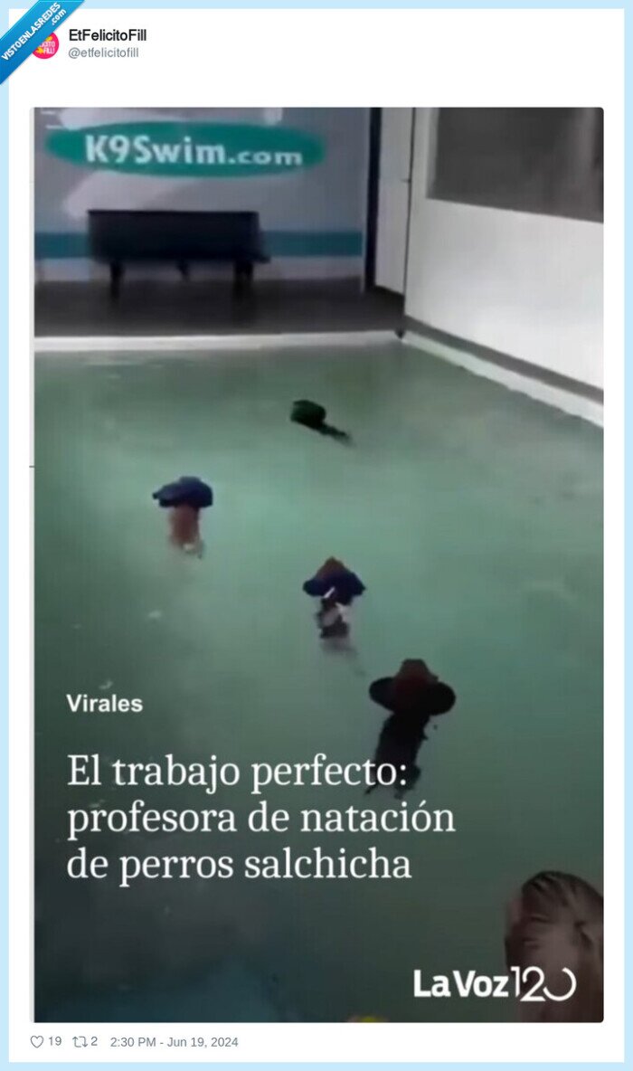 profesor,natacion,perro salchicha