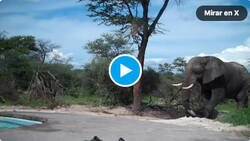 Enlace a He visto demasiados videos de elefantes violentos como para pensar que esto acabará bien