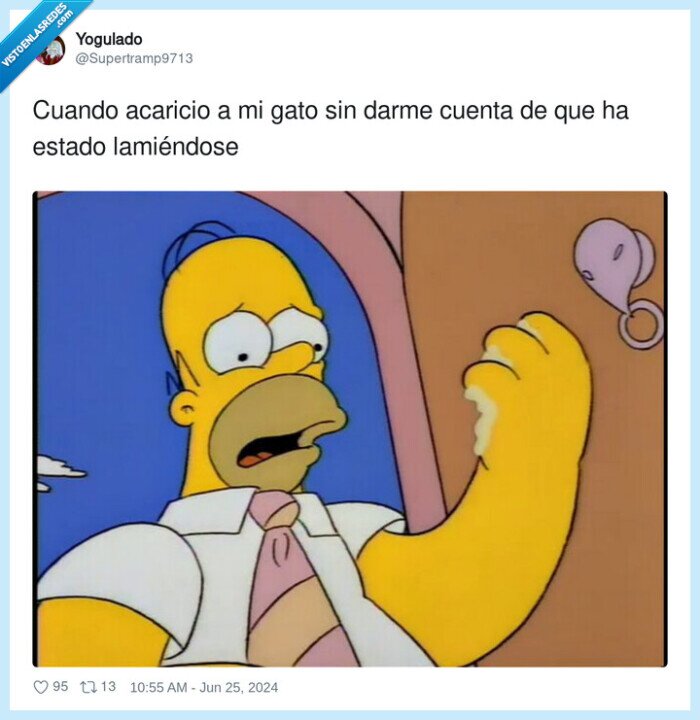 lamerse,acariciar,gato