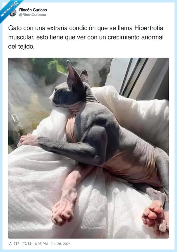 crecimiento,hipertrofia,condición muscular,gato,mazado