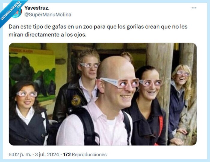 gafas,gorila,mirar
