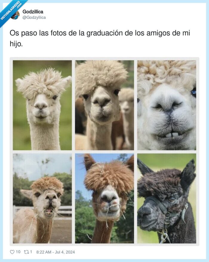 graduación,amigos,fotos,pelobrocoli