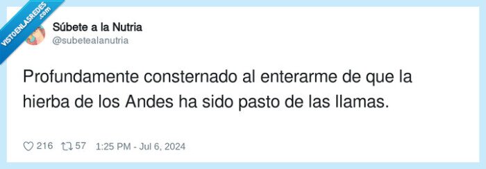 consternado,hierba,llamas,andes