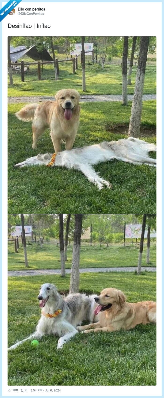 desinflado,inflado,perro