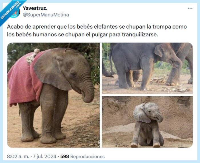 trompa,elefante