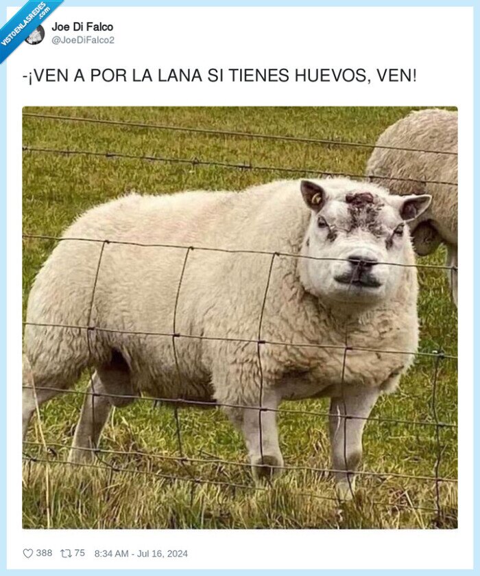 oveja,mazado,cachas