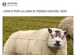 Enlace a Si te acercas, vas a salir trasquilado, por @JoeDiFalco2