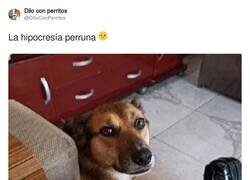 Enlace a La hipocresía perruna, por @DiloConPerritos