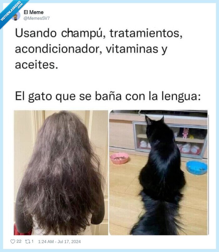 pelo,champu,gato,estropeado,brillante