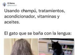 Enlace a Prueba con comida de gato, por @MemesSV7