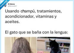 Enlace a Prueba con comida de gato, por @MemesSV7