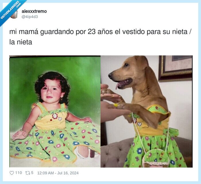 guardando,vestido,madre,perra,nieta