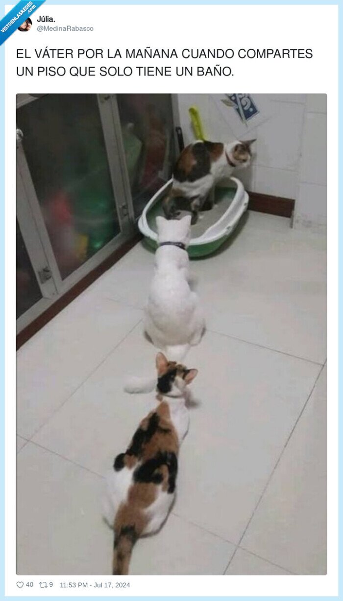 compartir,mañana,váter,baño