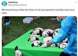 Enlace a Osos patosos por @supermanumolina