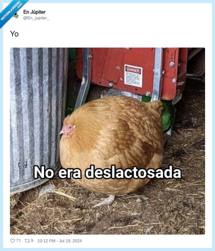 gallina,lactosa,gorda,hinchada