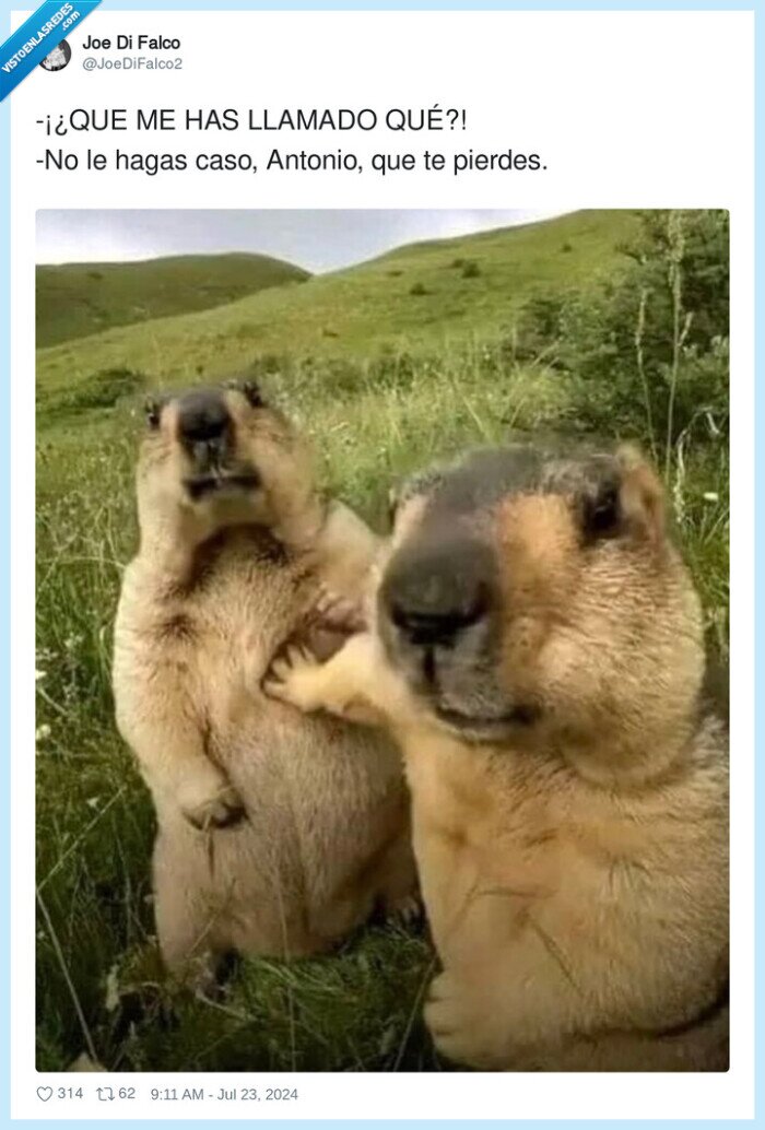 bichos,roedores,quieto,para