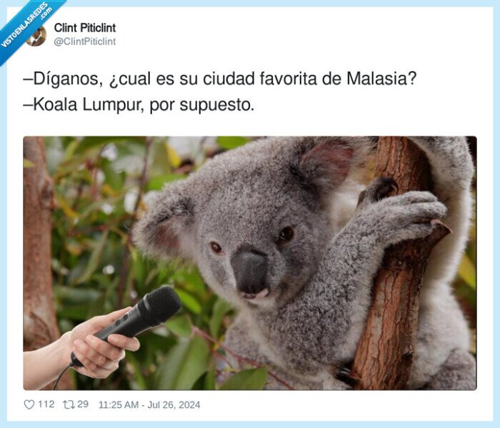 favorita,koala,supuesto,malasia,lumpur