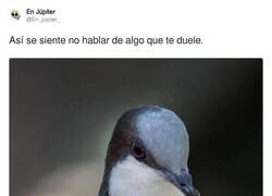 Enlace a Pobre pajarillo, me siento mal por él por @En_jupiter_