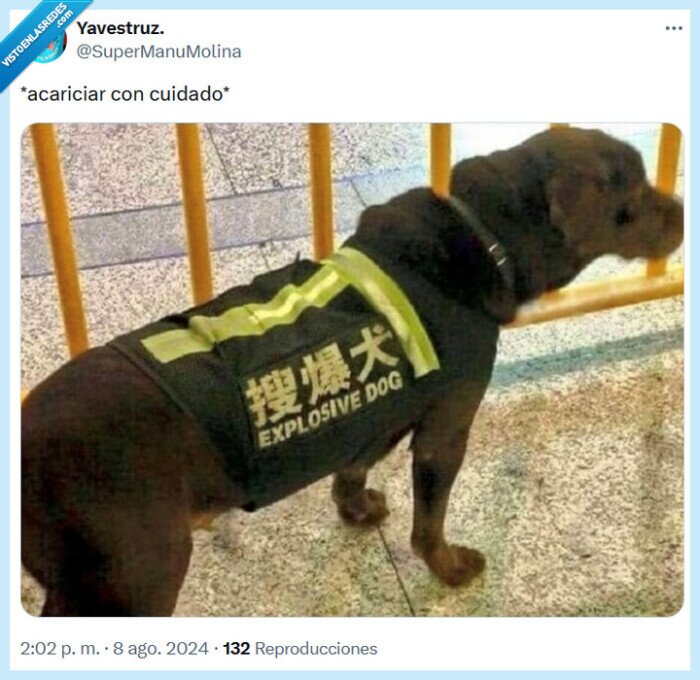 acariciar,perro
