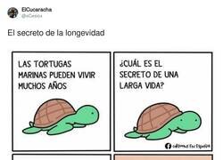 Enlace a Ahora ya sabes el secreto de las tortugas, por @xCesiox