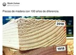 Enlace a Curiosidades de los árboles, por @RincnCuriosoo