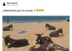 Enlace a Aplica a todo personaje de gran urbe, por @Barrocopardo2